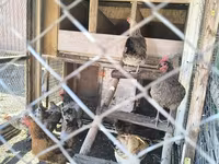 एडलर सिल्वर — फ़ोटो 7