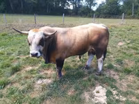 ثور, Aubrac cattle — الصورة 1