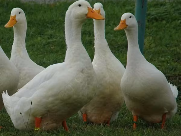 American Pekin — Russland