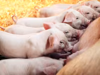 Premixuri pentru animale şi păsări / Премиксы для птиц и животных — foto 3