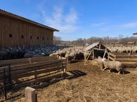 Sheep, Kuibyshev sheep — photo 5