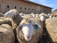 मेढ़ा, Edilbay sheep — फ़ोटो 3