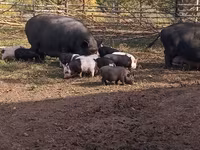 Eber, Schweine — Foto 6