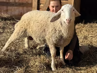 公羊, Assaf sheep — 照片 1