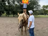 घोड़ा, Quarter Horse — फ़ोटो 7