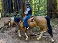 فرس, Quarter Horse — الصورة 5