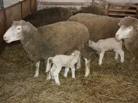 كبش, Dorset horn sheep — الصورة 3