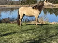 حصان, Rocky Mountain Horse — الصورة 7