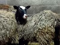 Oveja, Romanov sheep — foto 3