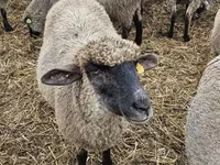 ცხვარი, Blackheaded Persian sheep — ფოტო 2