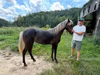 Yegua, Rocky Mountain Horse — foto 6
