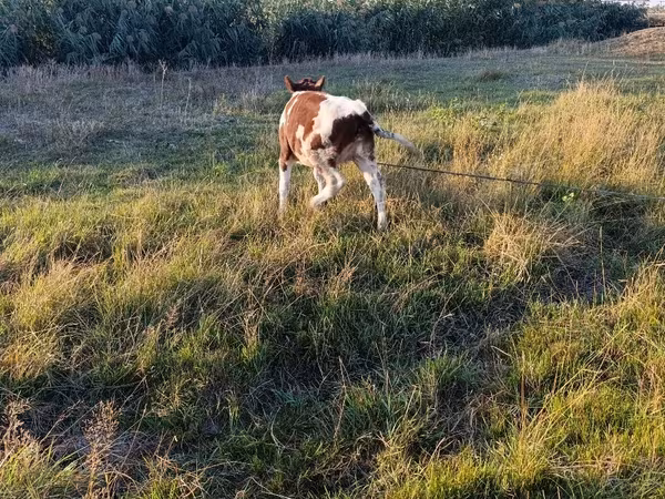Cow, Cattle