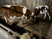 Bull, Cattle — photo 2