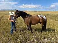 ცხენი, Horses of Sable Island — ფოტო 5