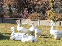 Geese — Foto 1