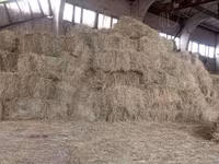 Продам тюки сена — фото 2