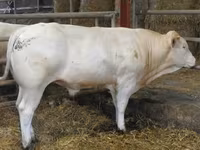 सांड, Blonde d’Aquitane cattle — फ़ोटो 5