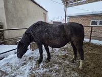 Mare, Horses — photo 4