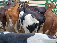 गाय, लिमोज़िन गाय — फ़ोटो 2