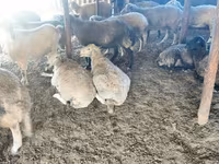 Sheep, Sheep — photo 5