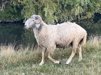 كبش, Karakul sheep — الصورة 4