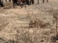 Toro, Ganado vacuno — foto 7