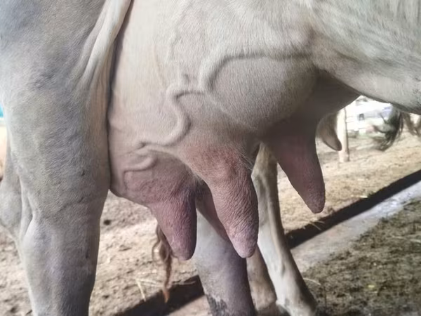 Vaca, Swiss cattle