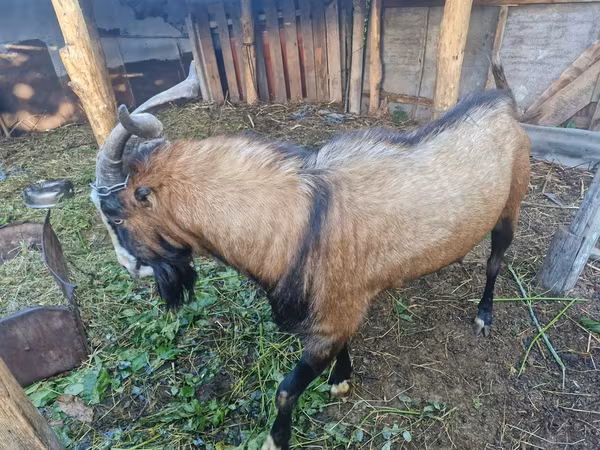 თხა, LaMancha goats