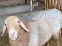 Ram, Sheep — photo 2