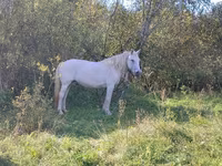 Stute, American shetland pony — Foto 2