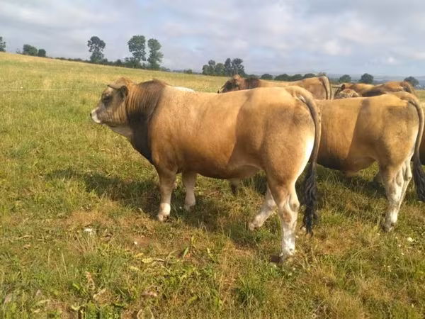 ثور, Aubrac cattle