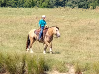 公马, Gypsy horse — 照片 8
