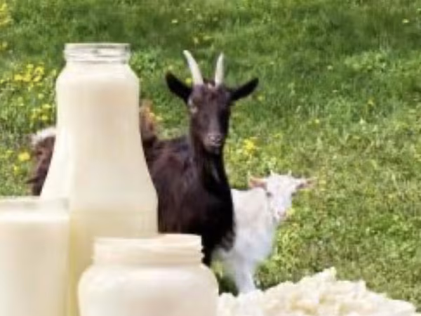 母山羊, Goats