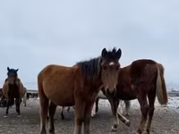 Caballo, Arabian horse — foto 7