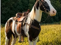 حصان, Appaloosa — الصورة 8