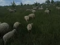 Carnero, Merino sheep — foto 1