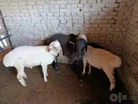 मेढ़ा, भेड़ — फ़ोटो 5