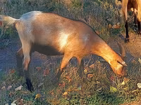 Ziege, Ziegen — Foto 2