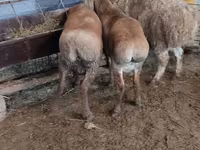 ცხვარი, West-Siberian mutton sheep — ფოტო 2