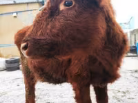 母牛, Cattle — 照片 1