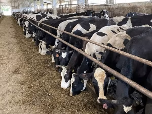 ძროხა, Yaroslavl cattle