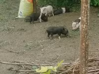 मादा सूअर, Вьетнамская вислобрюхая — फ़ोटो 2