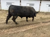 Toro, Aberdeen-Angus — foto 1