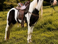 حصان, Appaloosa — الصورة 5