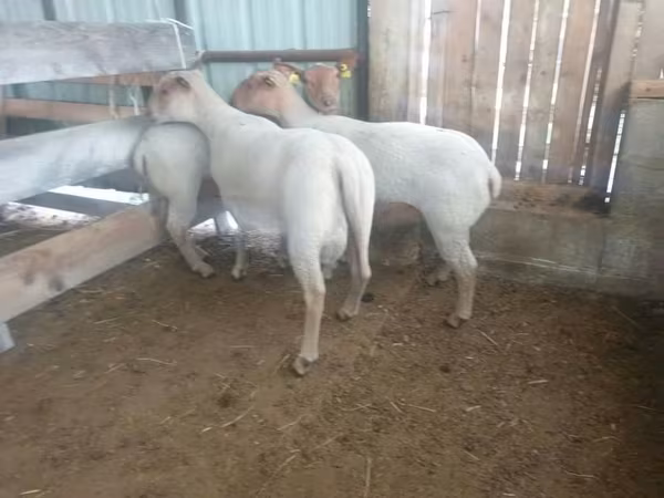ცხვარი, Baerchuke sheep