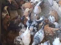 ბრაჰმა — ფოტო 2