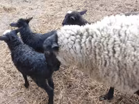 मेढ़ा, Kuibyshev sheep — फ़ोटो 6