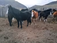 ცხენი, ცხენები — ფოტო 4