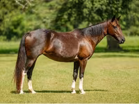 კვიცი, American paint horse — ფოტო 8