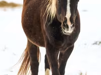 حصان, Rocky Mountain Horse — الصورة 7